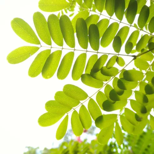 Dried Moringa Leaves